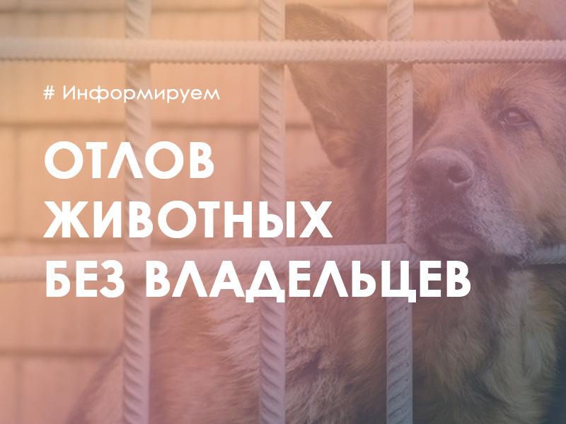 Организация отлова животных без владельцев в 2023 году на территории Слободского района.